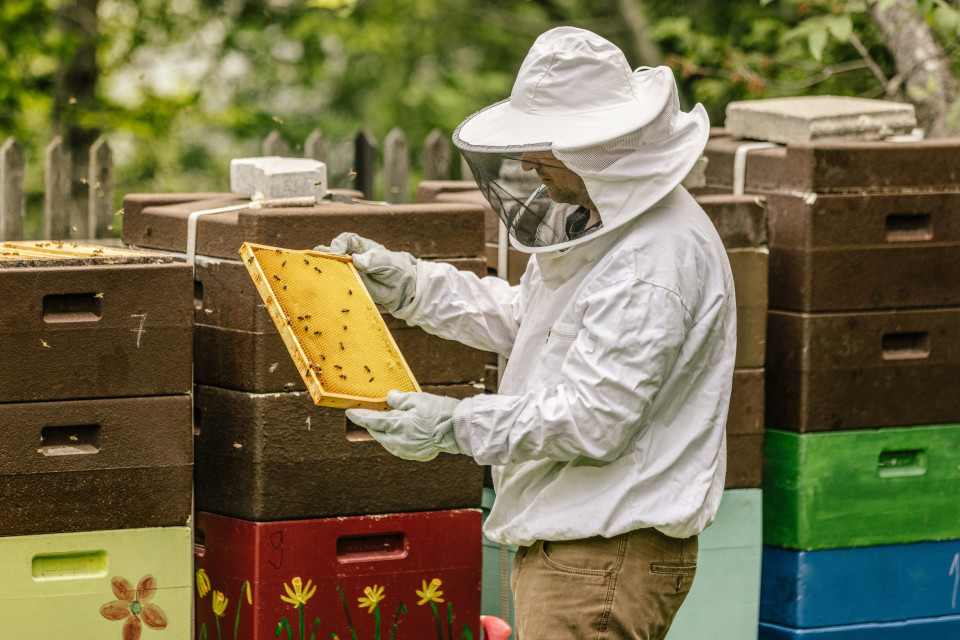 Beehives, Scalottas