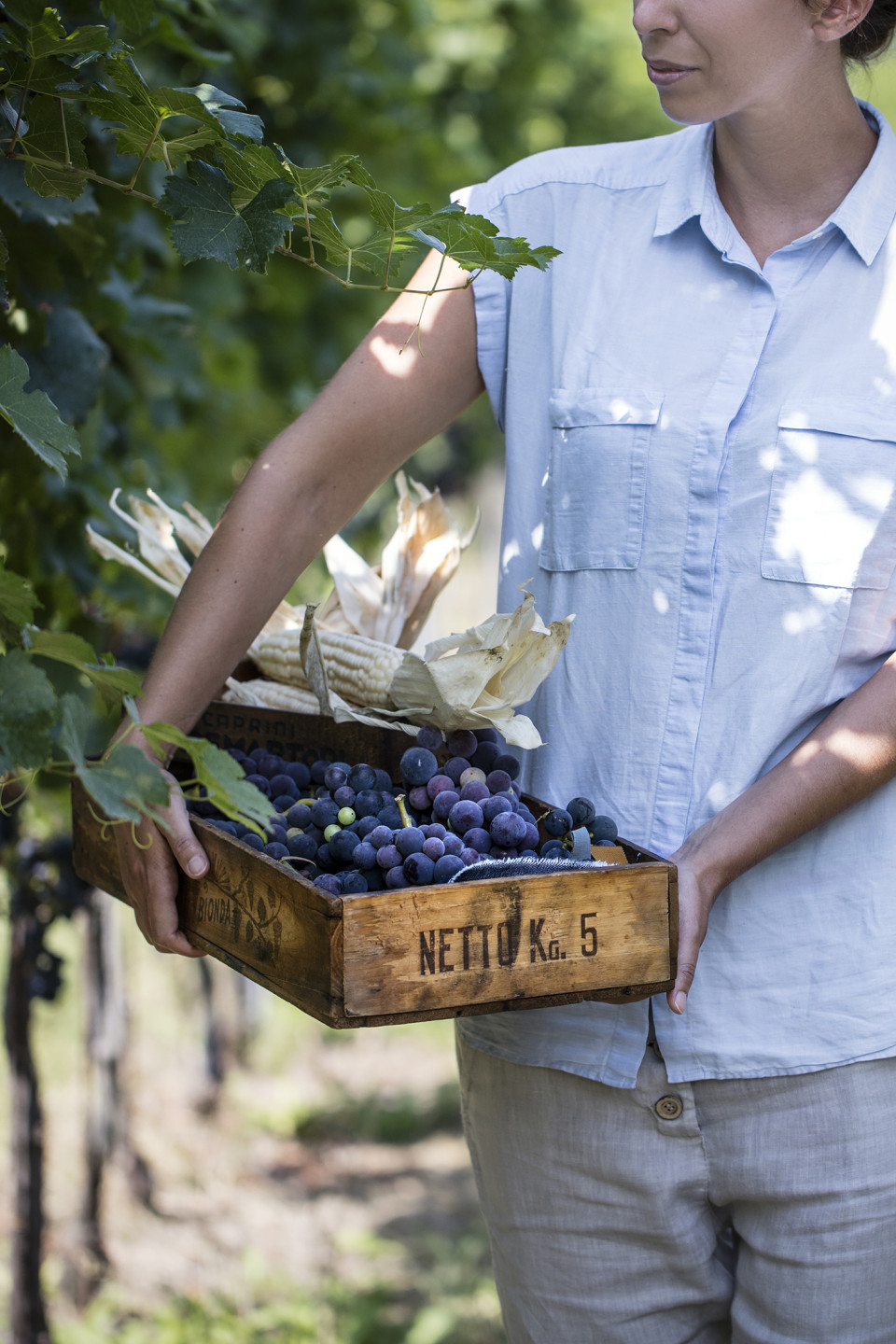 Harvesting grapes, Terreni alle Maggia