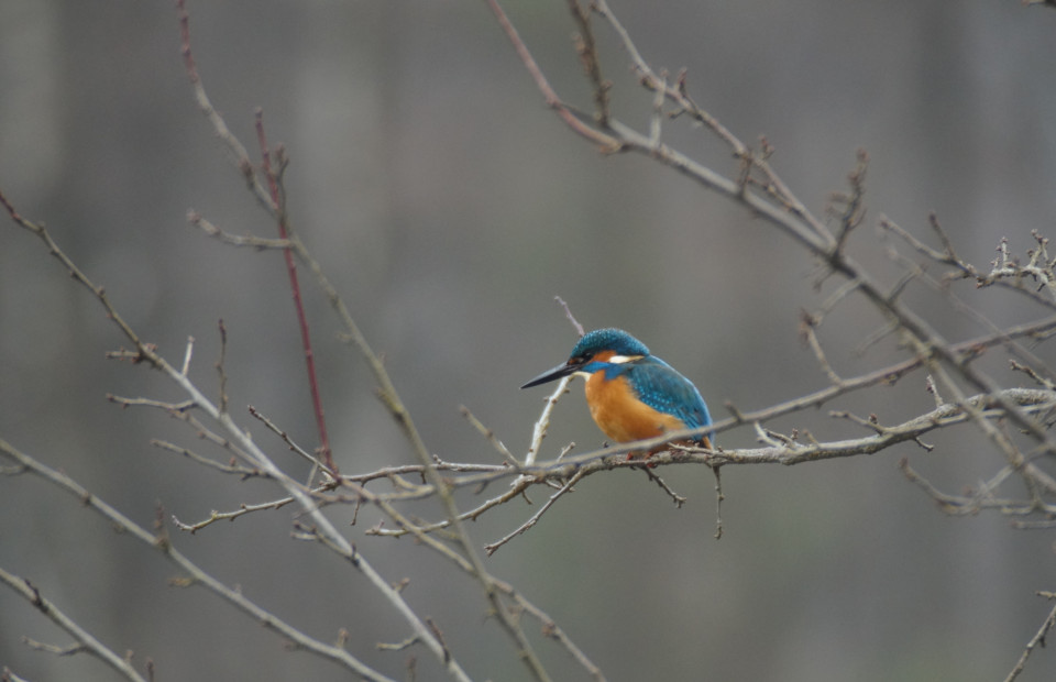 Eisvogel